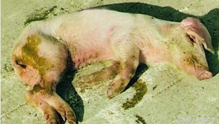 猪病毒性腹泻如何治疗?病毒性腹泻四步治疗方法