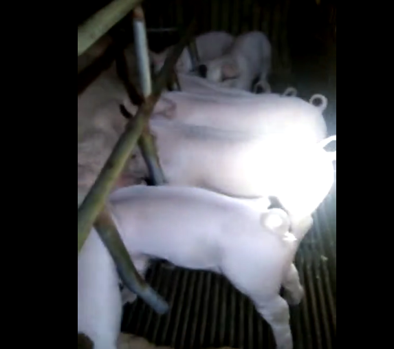 母猪养殖专家——微量元素的添加