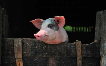 拖欠饲料款，可能被实施生猪财产保全！