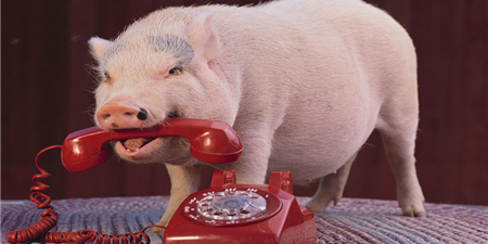 大范围压栏继续发酵 养猪朋友要看准出栏时机