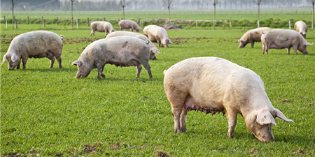 猪场禁养区大限将至 正规养猪补贴流程该熟悉了