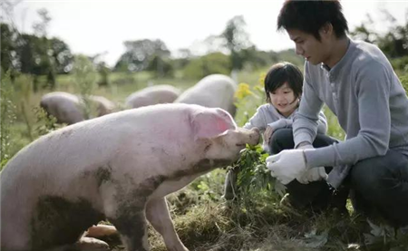 2018年的养猪趋势变化？养猪户们又该如何应对呢？