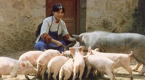 养猪业升级转型是不是必须淘汰散养户，这里就是答案！