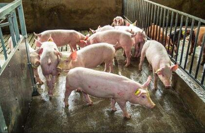 “减猪稳禽增牛羊”广东想干嘛？猪，真的不养了吗？