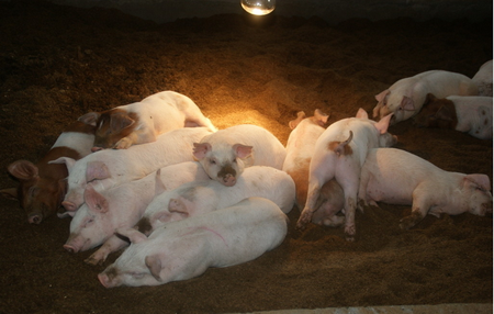 雏鹰：盈亏平衡时是投资猪场的大好时机！