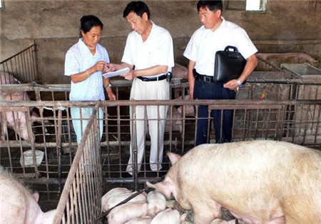 同样养猪，为什么别人能赚钱你不能？