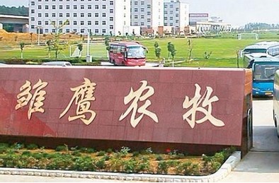 种猪品牌稀缺，雏鹰农牧自主创新培育三门峡雏鹰黑猪