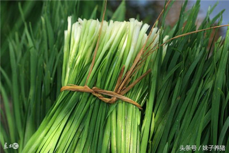 韭菜在猪场中的妙用，养猪人如何少花钱解决这7种猪病