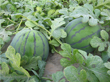 西瓜不仅解暑，还能治疗猪病！