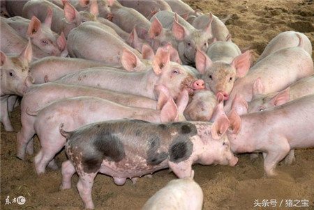 禁养进入倒计时，养猪人将何去何从？