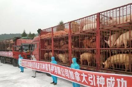 首批加拿大种猪抵川“定居” 后代肉猪每头多赚120元