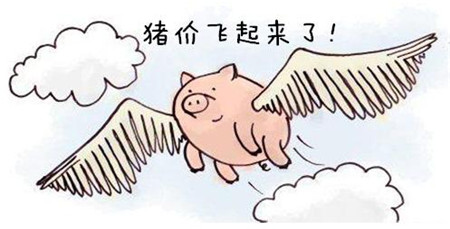 原料都涨价了，猪价不涨合适么？当然不合适啊