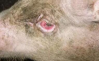 母猪泪斑是疾病的前兆，你还在忽视吗?