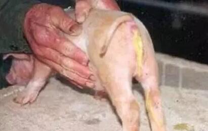 猪病毒性腹泻，越打针死亡越多是为何？