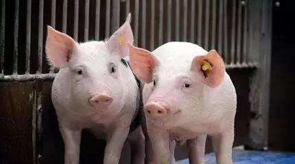 猪伪狂犬病实验室检测与控制净化常见的问题有这些