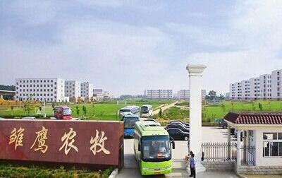 雏鹰农牧面临最长猪周期魔咒 1.35亿元抢占沙县小吃