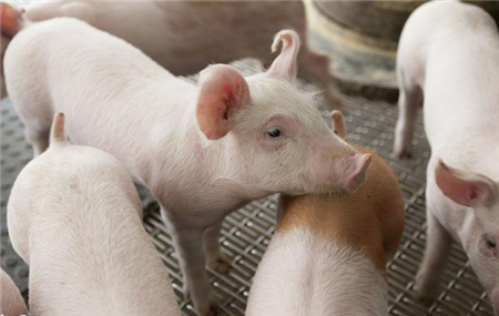 猪群驱虫有效方法是什么？