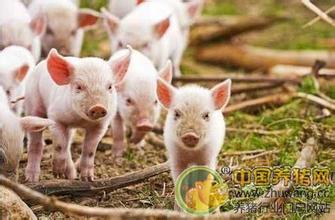 好消息！猪价持续上涨 并成功突破15元/公斤