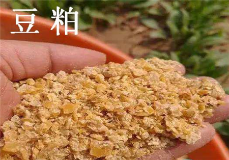 豆粕喂猪有“禁忌”，稍不留神会中毒，豆粕应该这样喂