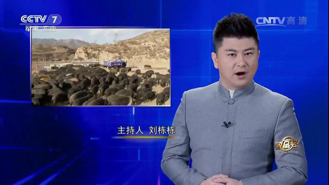 养猪能赚多少钱？这些数据告诉你答案