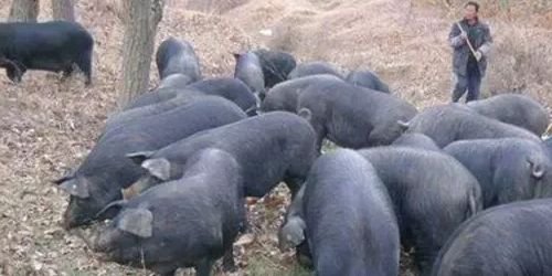 全国“名猪”大盘点！哪个品种猪肉好？养什么猪挣钱？
