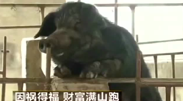 猪居然能自己养活自己，更不用喂饲料，你绝对没有见过！