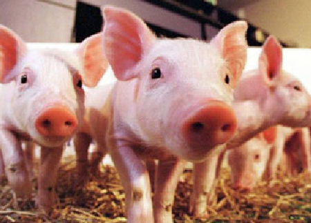 趋势！20个畜牧企业已进驻，预计2020年出栏生猪3千万头