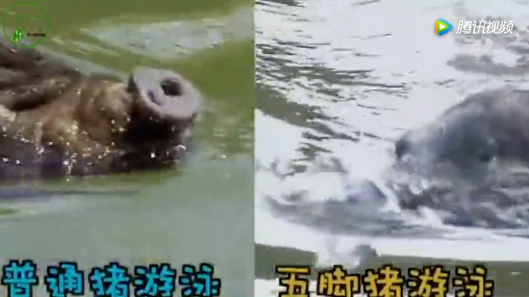  “五脚猪”不一样的游泳姿势，让你视觉大开