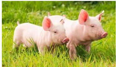 没想到仔猪还会为了这些打架，不看损失就大了！