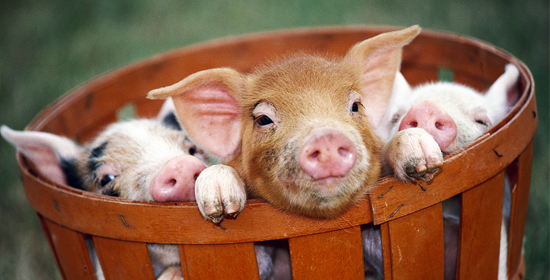 冯永辉：今年冬至前后生猪价格还会有一波上涨