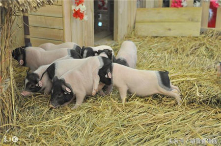 养猪过程中，养猪人总结治疗猪病的的偏方，赚钱不用愁