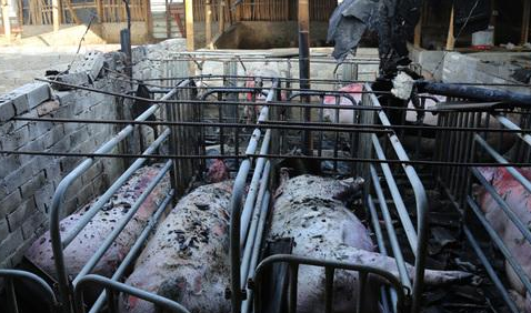 养猪场起火！290头未满月猪宝宝和17头临产猪被烧死