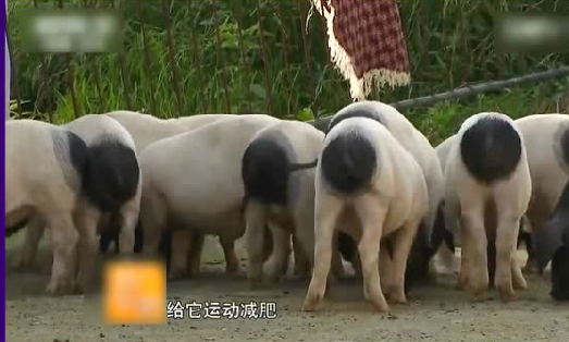 与它相比，壹号土猪灰溜溜自觉靠边站，号称“熊猫猪”