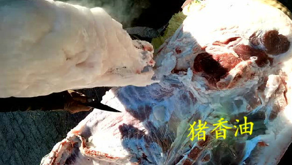 农家土猪，慢慢看，保准你涨知识！杀了过年吃……