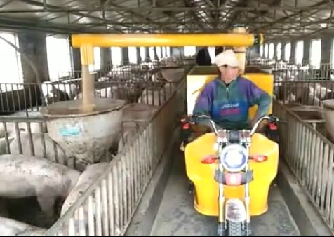 在农村有这样一种养猪神器，喂猪更本不用自己亲自动手了