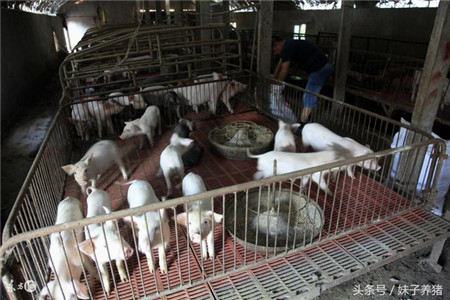 温度降低，降雪天气，猪场要注意哪些疾病？养猪人快收了