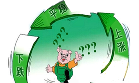 猪价怎么走他们说了算？养猪不易 且行且珍惜