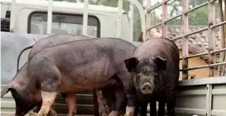 猪场700头猪却猪贩被骗走，血本无归……