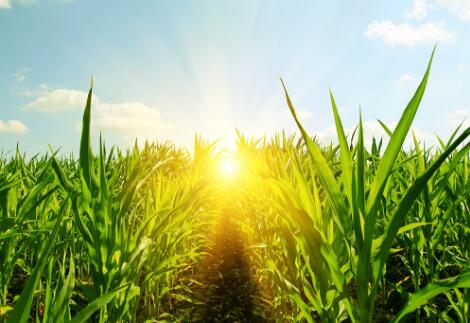 12月份玉米市场会出现价格拐点么？