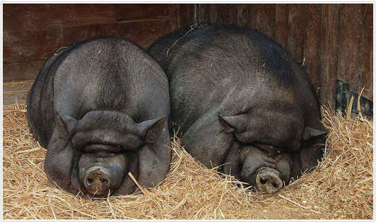 丁磊养的味央猪 昨天和今天在这9家世纪联华超市售卖