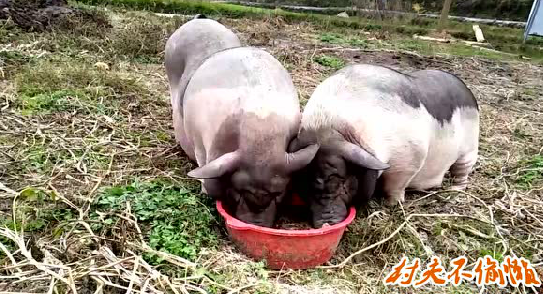 为什么这的猪肉这么香，原来是这样养出来的