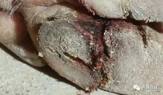 冬季猪蹄开裂就是口蹄疫？忽视这个细节损失就大了