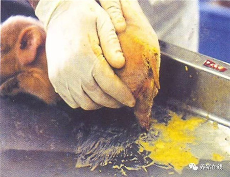 仔猪产房腹泻的预防及控制方法