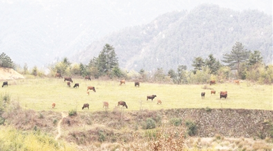 养猪新模式：大山当畜圈，猪牛羊满山跑！