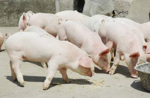 年关将至，老母猪发病治疗5天无效，原来是它在捣蛋