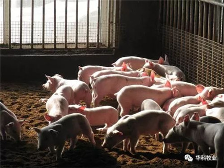 这个冬天，养猪人最担心的事发生了！做好防范吧