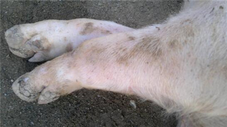 得了口蹄疫怎么治？只要按照这个治疗，其实没啥大不了