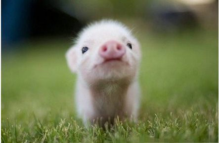 细节决定成败，小猪剪牙也是有讲究的！