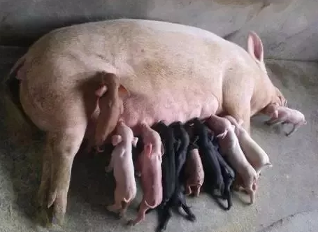 母猪不吃东西不产奶？你要从这几个方面去入手！