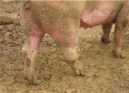 猪关节炎喂药没效果，打针不好用？这个方法治愈率提升80%